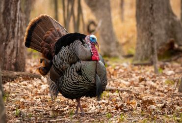 A wild turkey stands in the fall foliage. Male turkey are recognized by their large size, their colorful face, and distinctive, fanned plumage.