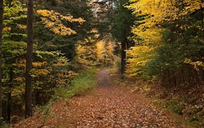 A forest in autumn.