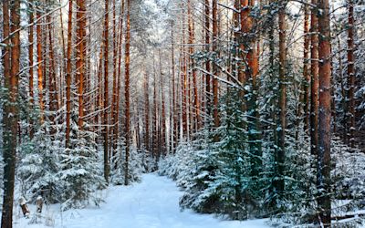 Snow settles on a trail running through a pine forest.