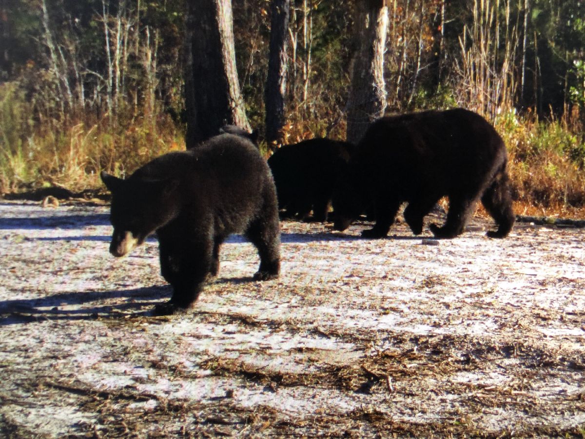 Three black bears in a forest.