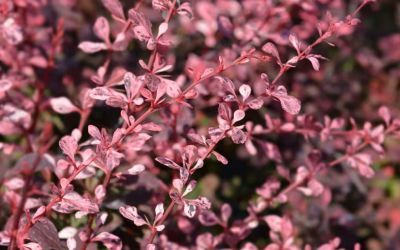 The American Forest Foundation’s expert foresters help landowners eliminate Japanese barberry from forests. 