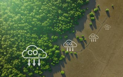 Aerial view of green forests showing carbon capture concept of a natural carbon sinks.