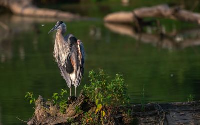 A great blue heron sits on a dead tree during a midsummer sunset. ©Stephen Taglieri