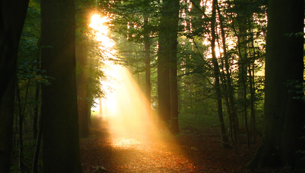 A sunbeam shining through a forest.