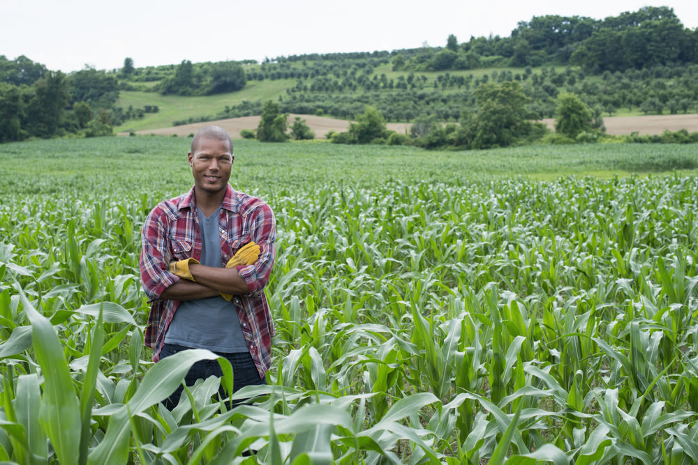 A man standing in a field of corn on an organic farm.