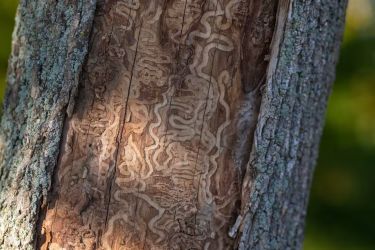 Dead ash trees may  show damage from invasive emerald ash borers below the bark.