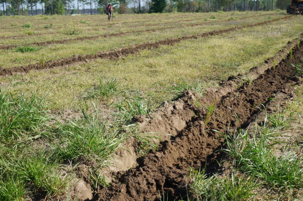 Planting Row Image