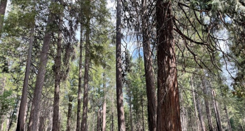 Restored forest in the North Yuba River wastershed funded by the Forest Resilience Bond 