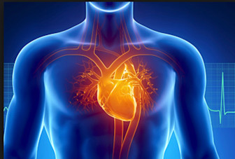 Health Risks of Insulin Resistance: From Fatty Liver to Heart Disease