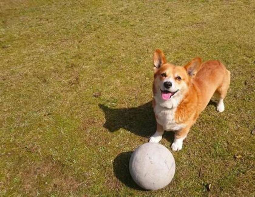 犬 思い出