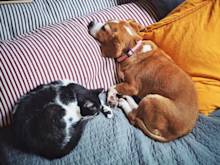 【ペットとの記憶を記録に】愛犬・愛猫の追悼アルバムをつくる方法をご紹介