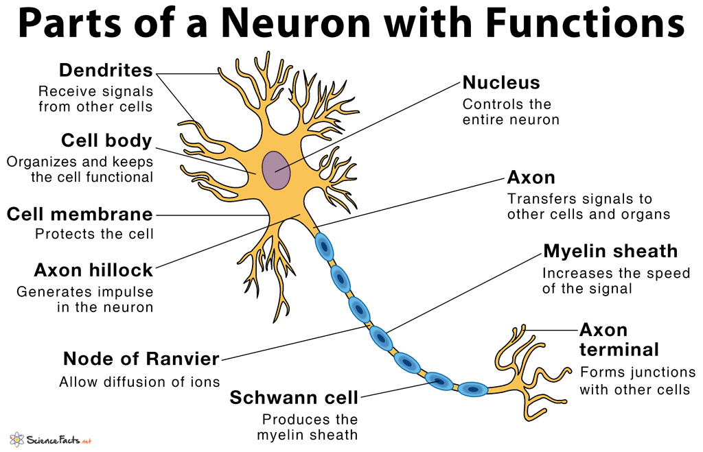 Parts Of A Neuron And Their Functions With Labelled Diagram Porn Sex Picture