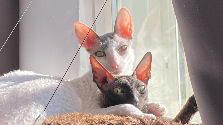 2022 Our Genelec Mara cats web