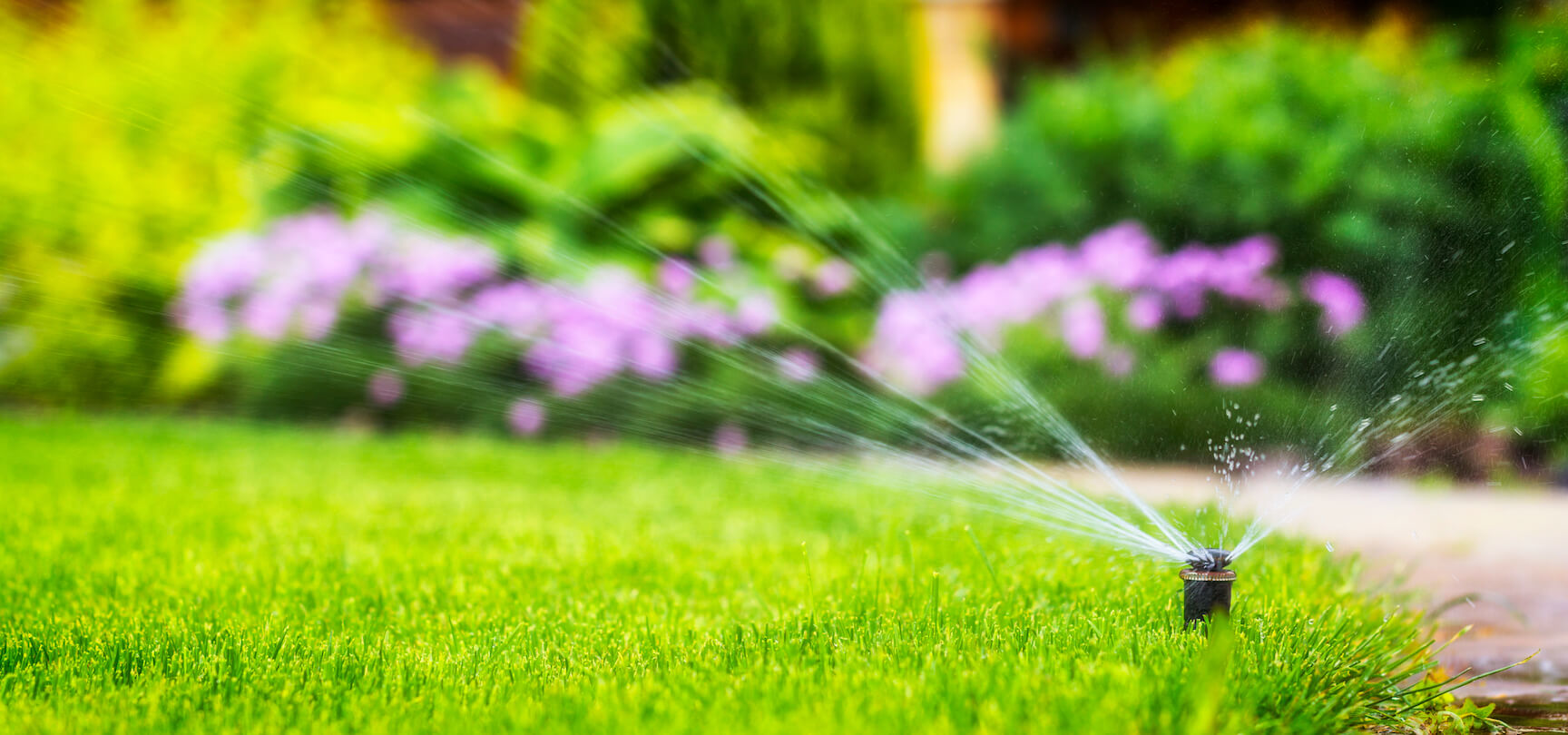 grass with water