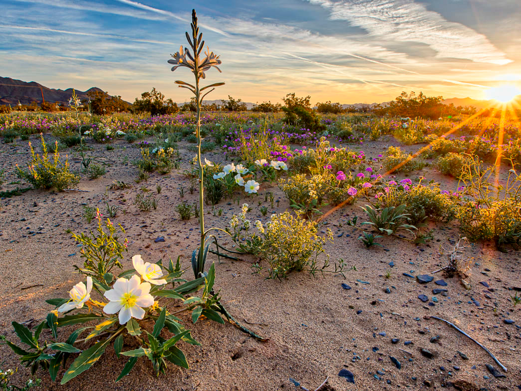 image_Is Spring Here? Here’s How to Tell from Nature’s Cues and Clues