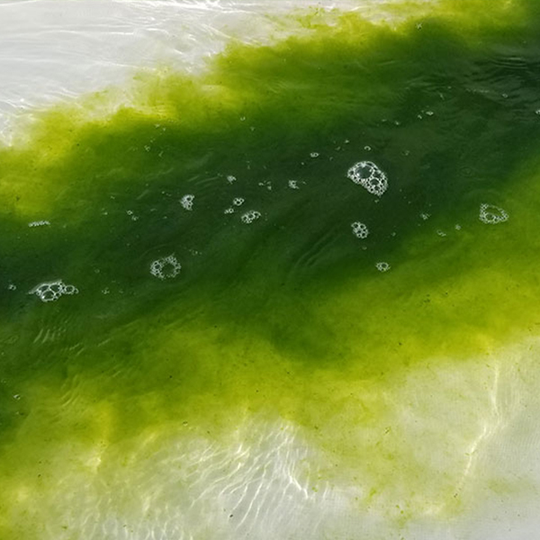 Microalgae