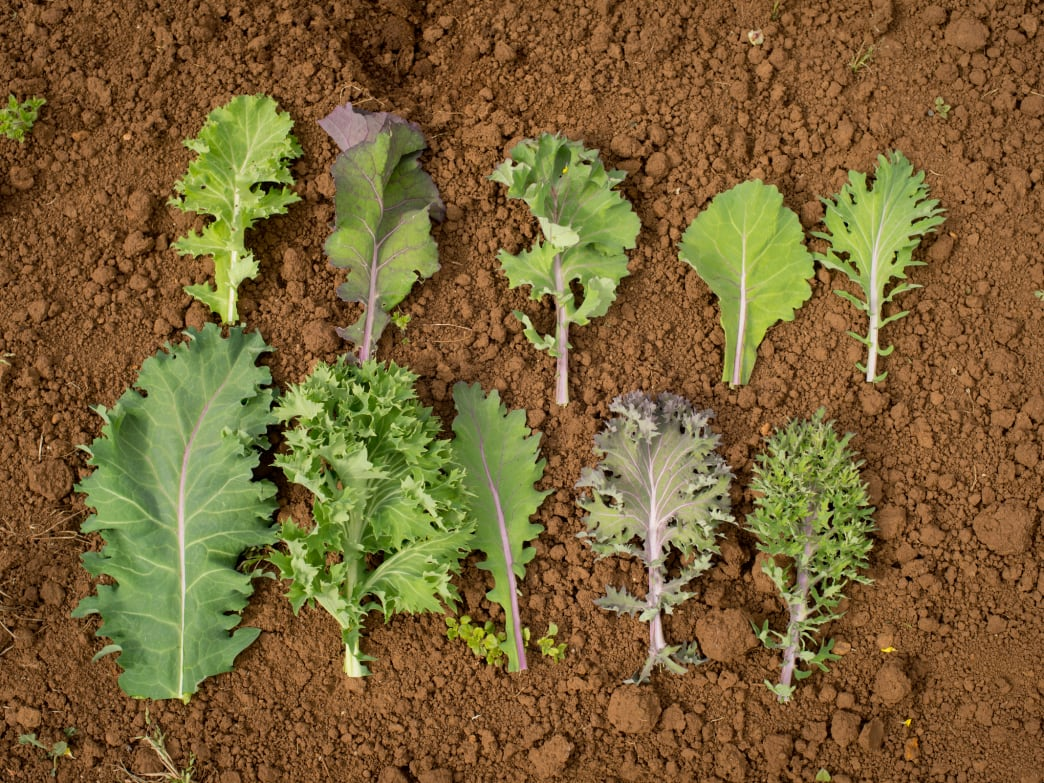 image_How to Grow Your Own Salad This Fall