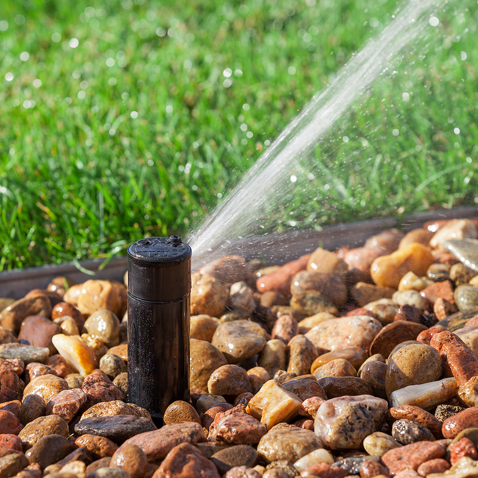 Sprinkler in rocks spraying green lawn