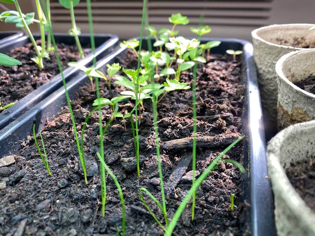 Why Start Seeds Indoors?