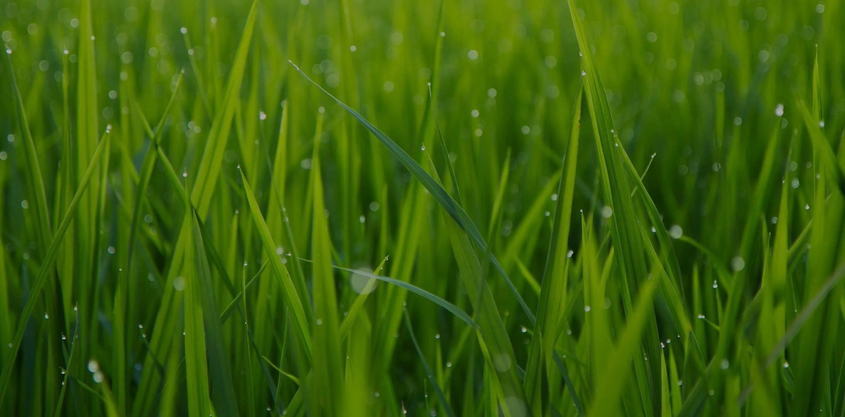 Bright green grass with water drops