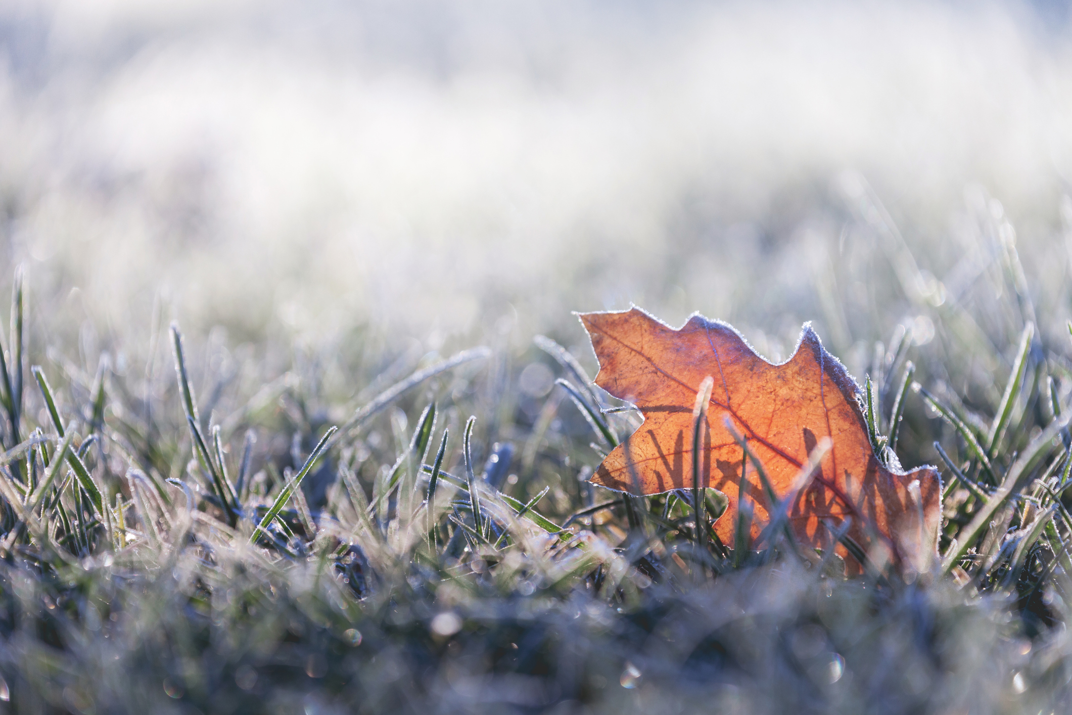 image_5 Easy Lawn Winterization Steps