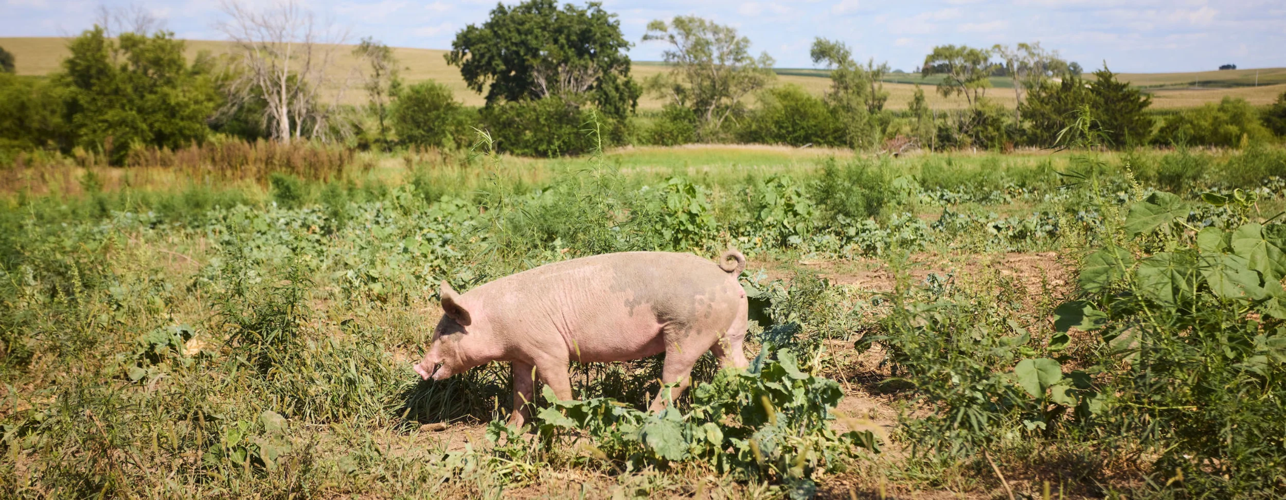 Niman Ranch - Raised With Care®