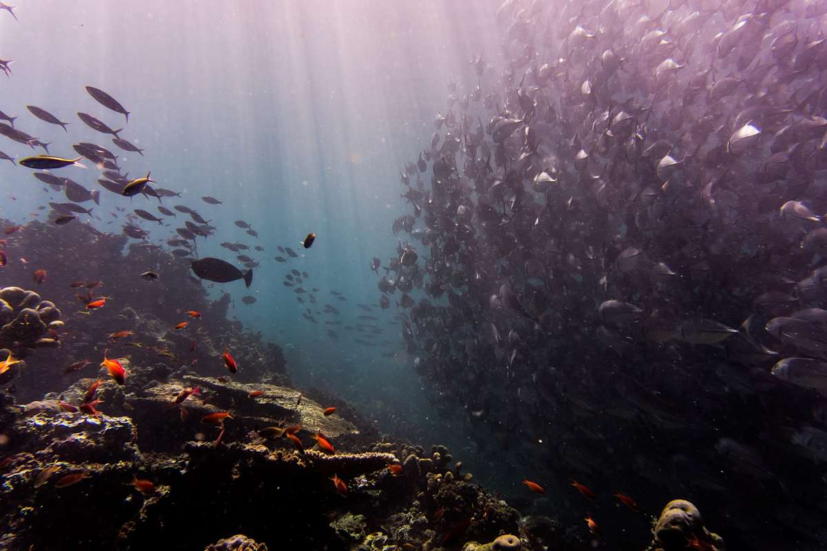 Fisheries