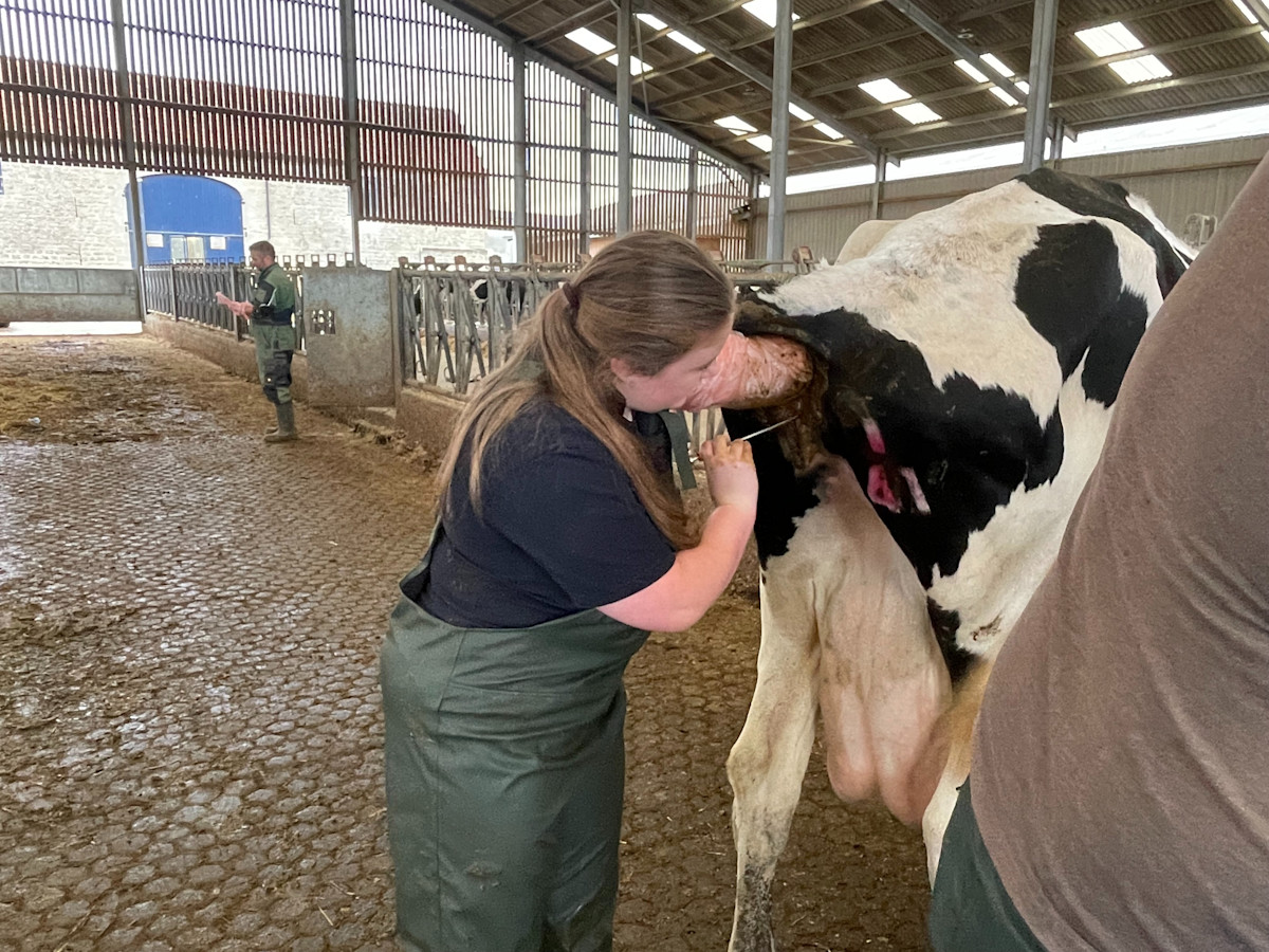 Caitlin Smith - cows