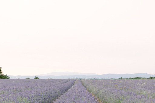 Mariage en Provence, Lavandes Mariage en Provence, Lavandes