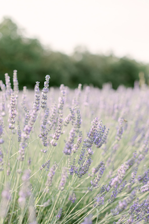 Mariage en Provence, Lavandes Mariage en Provence, Lavandes