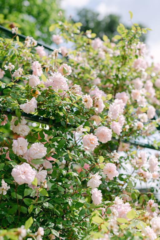 luxury-wedding-photographer luxury-wedding-photographer