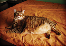 How Did The Word "Fat" Become An Insult?