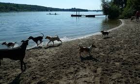 Hunde am Strand Hunde am Strand
