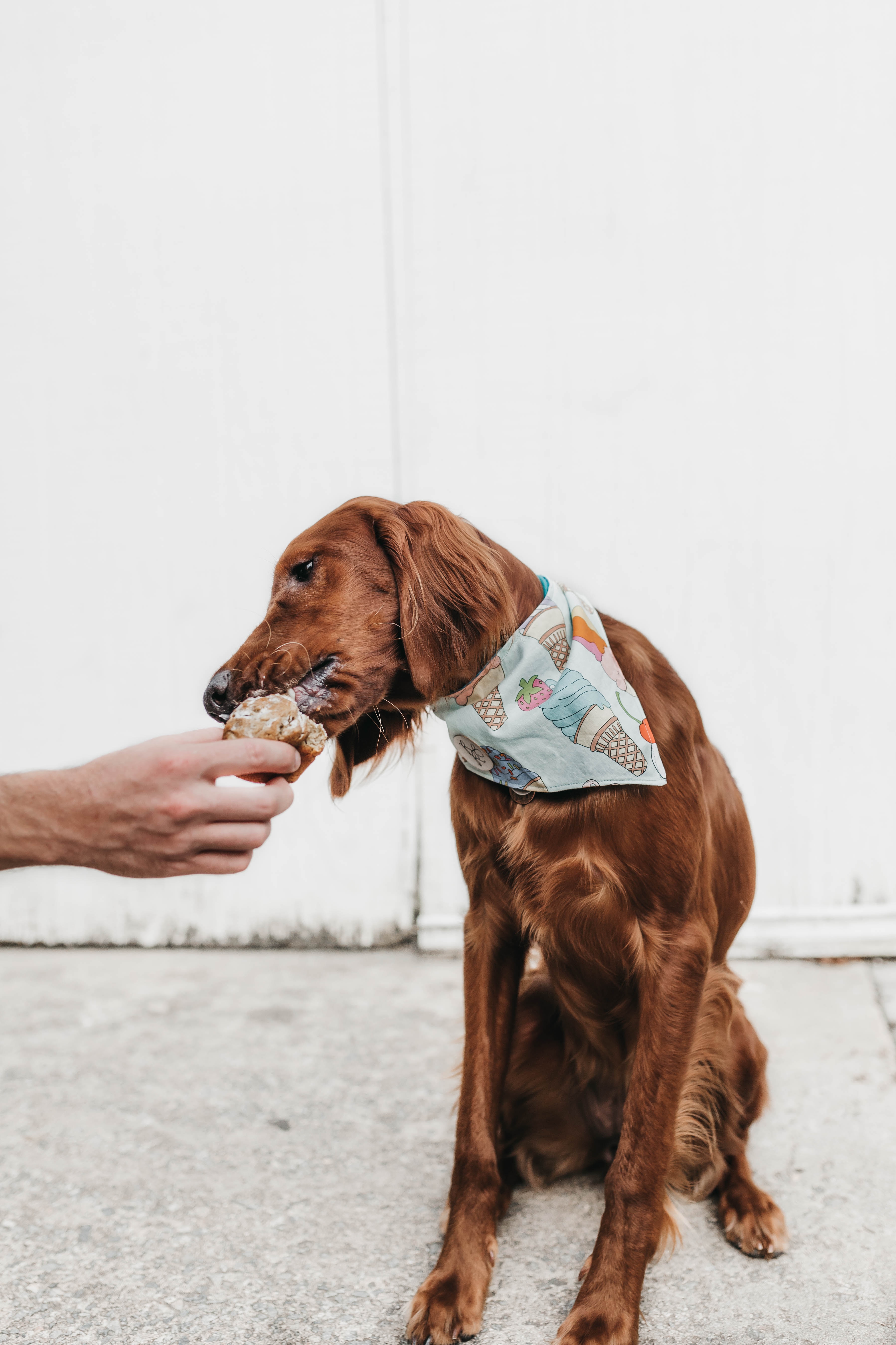 Hund bekommt per Hand etwas zu essen Hund bekommt per Hand etwas zu essen