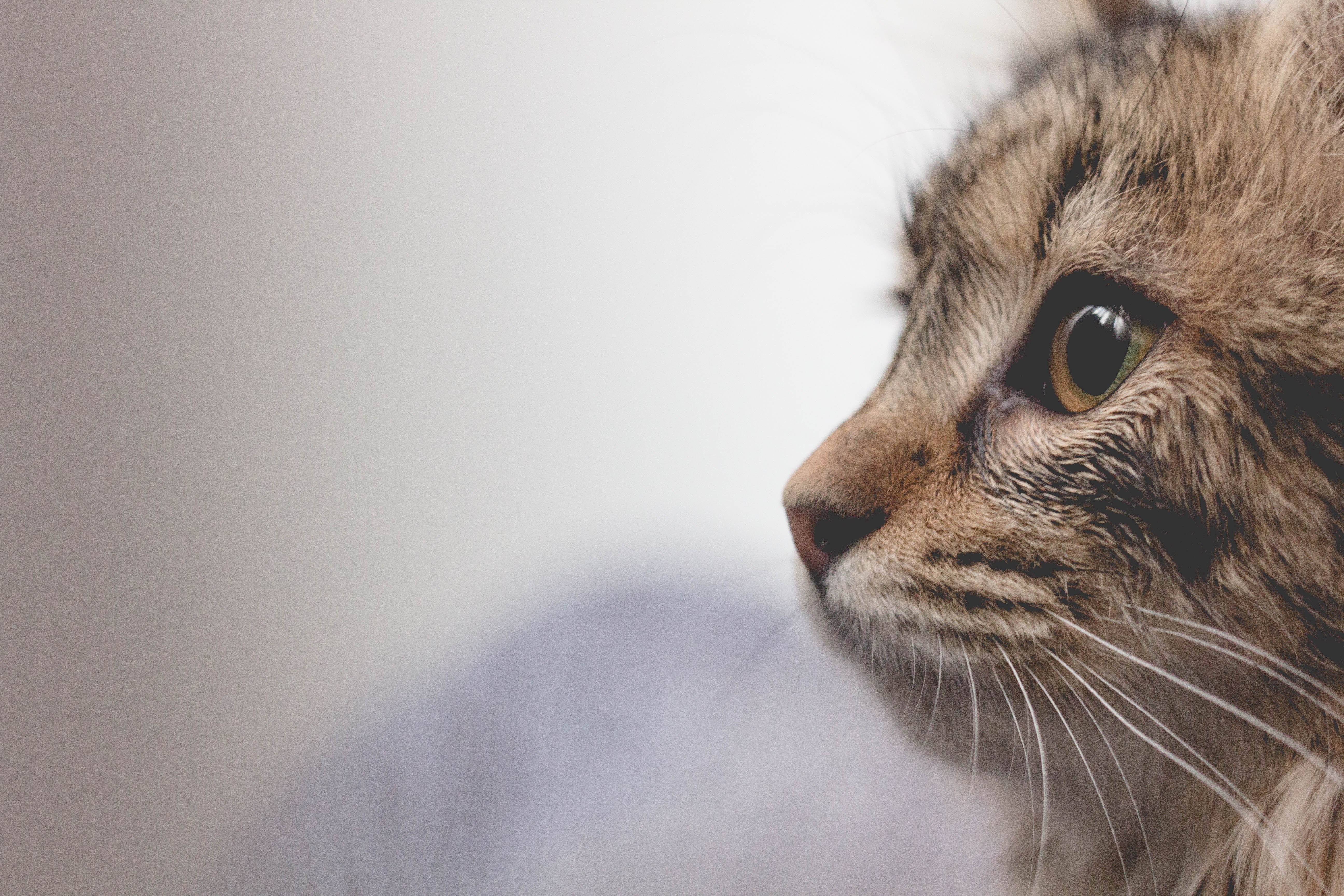 Katze in vertrauter Umgebung Katze in vertrauter Umgebung