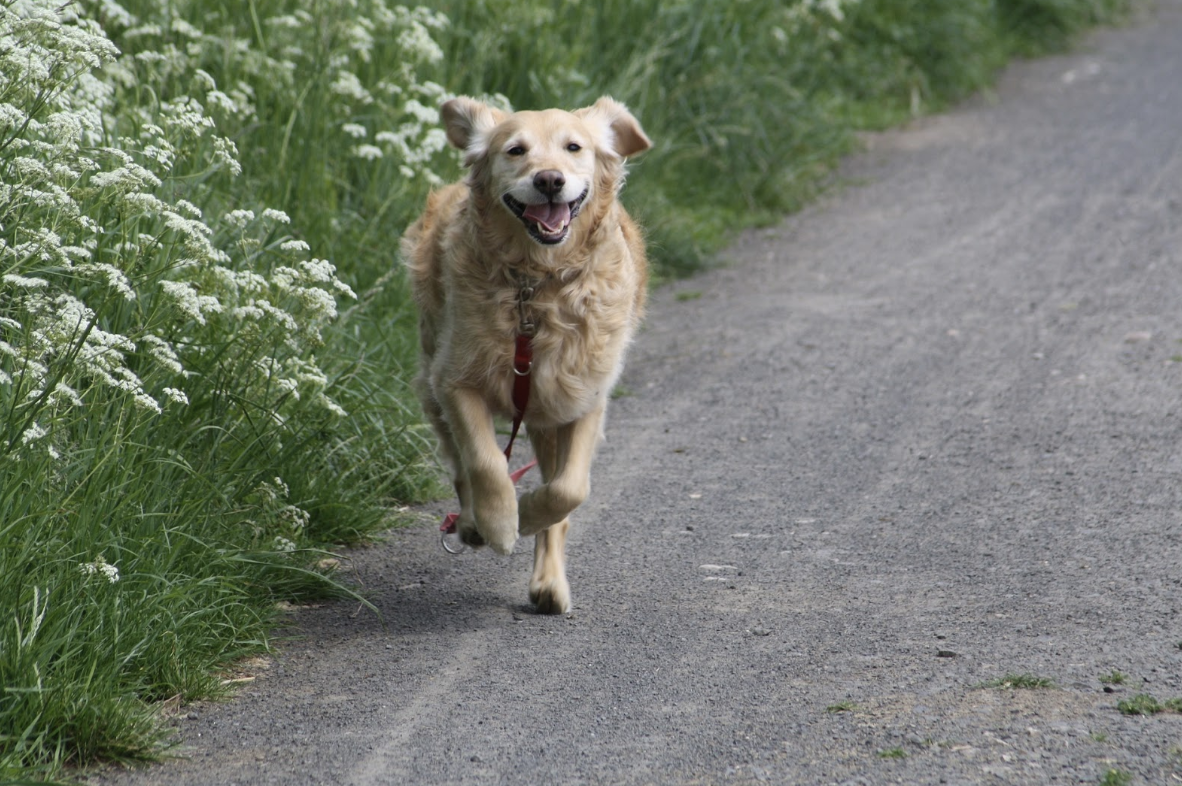 Golden Retriever rennt auf einem Feldweg Golden Retriever rennt auf einem Feldweg