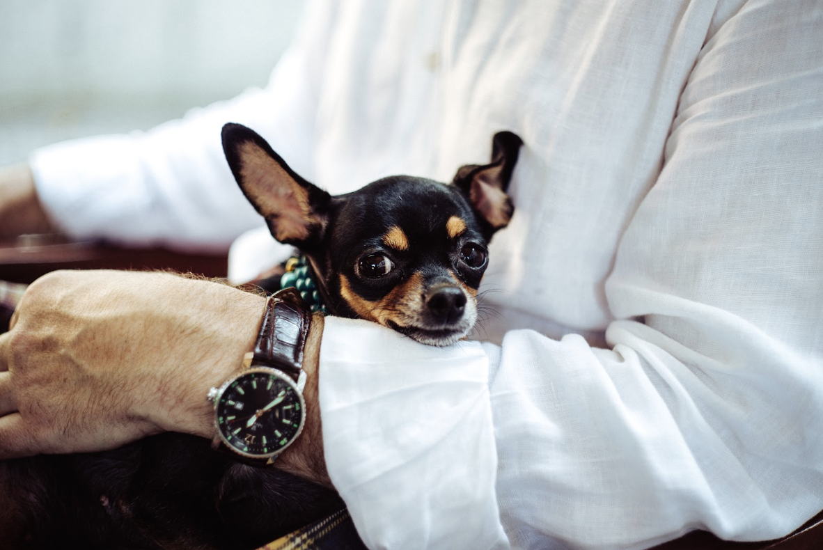 Chihuahua im Arm eines Mannes Chihuahua im Arm eines Mannes