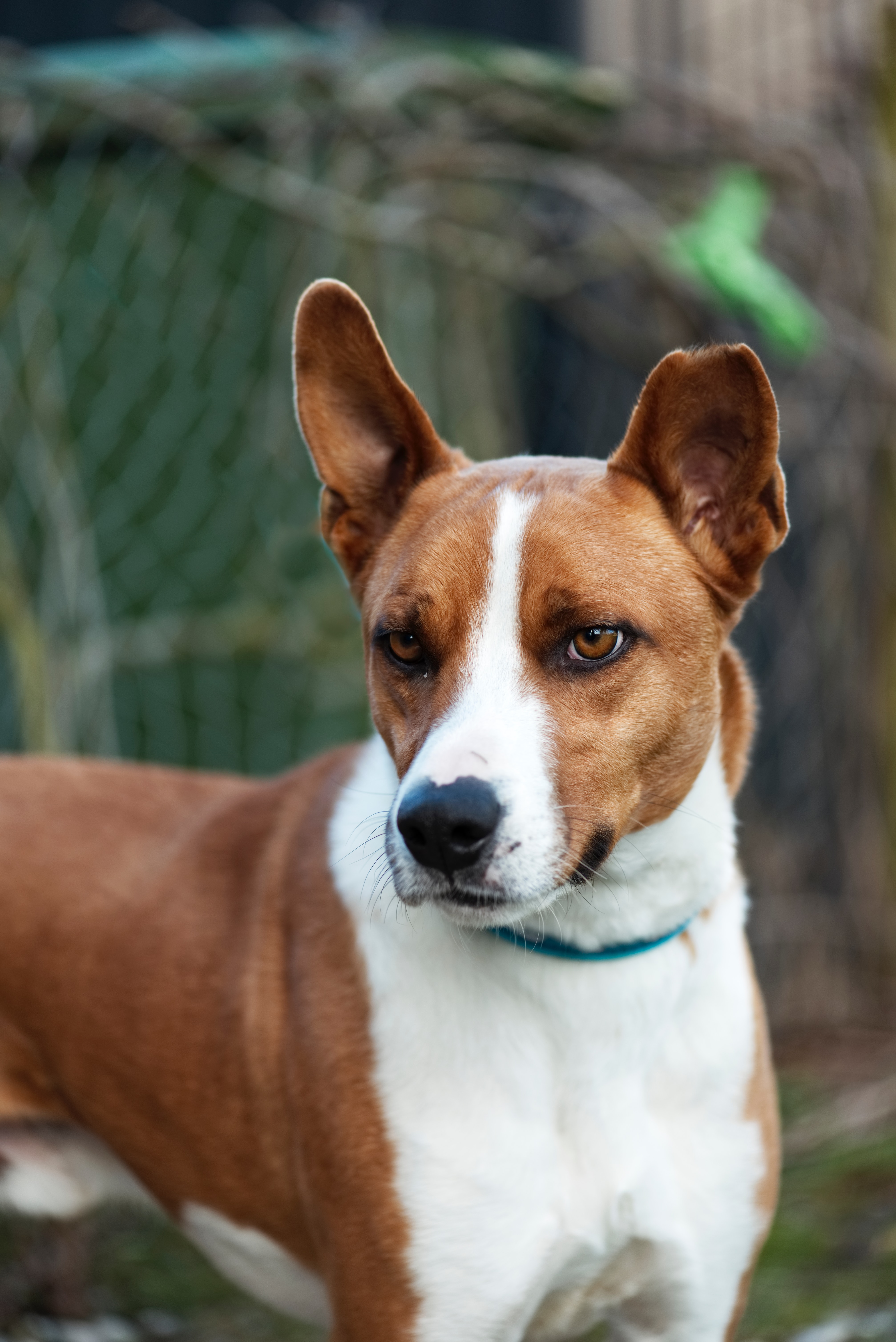 Hund schaut aufmerksam Hund schaut aufmerksam