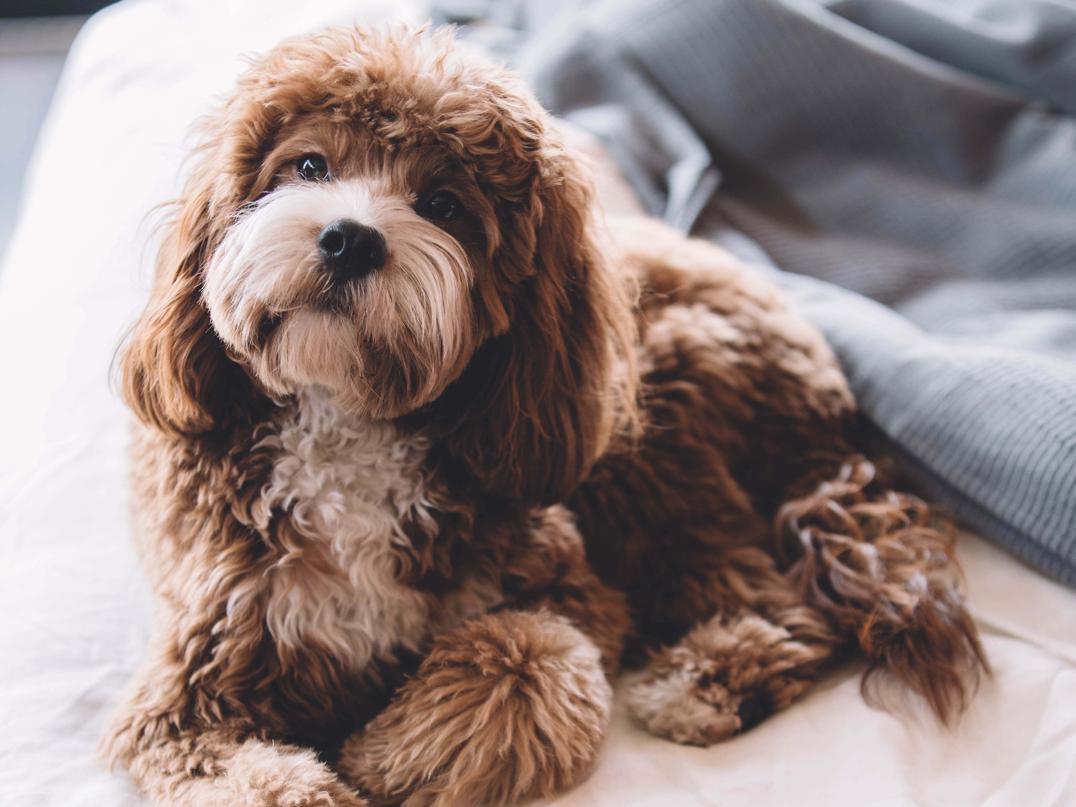 Kuschliger Hund liegt auf dem Bett und schaut zum Besitzer Kuschliger Hund liegt auf dem Bett und schaut zum Besitzer