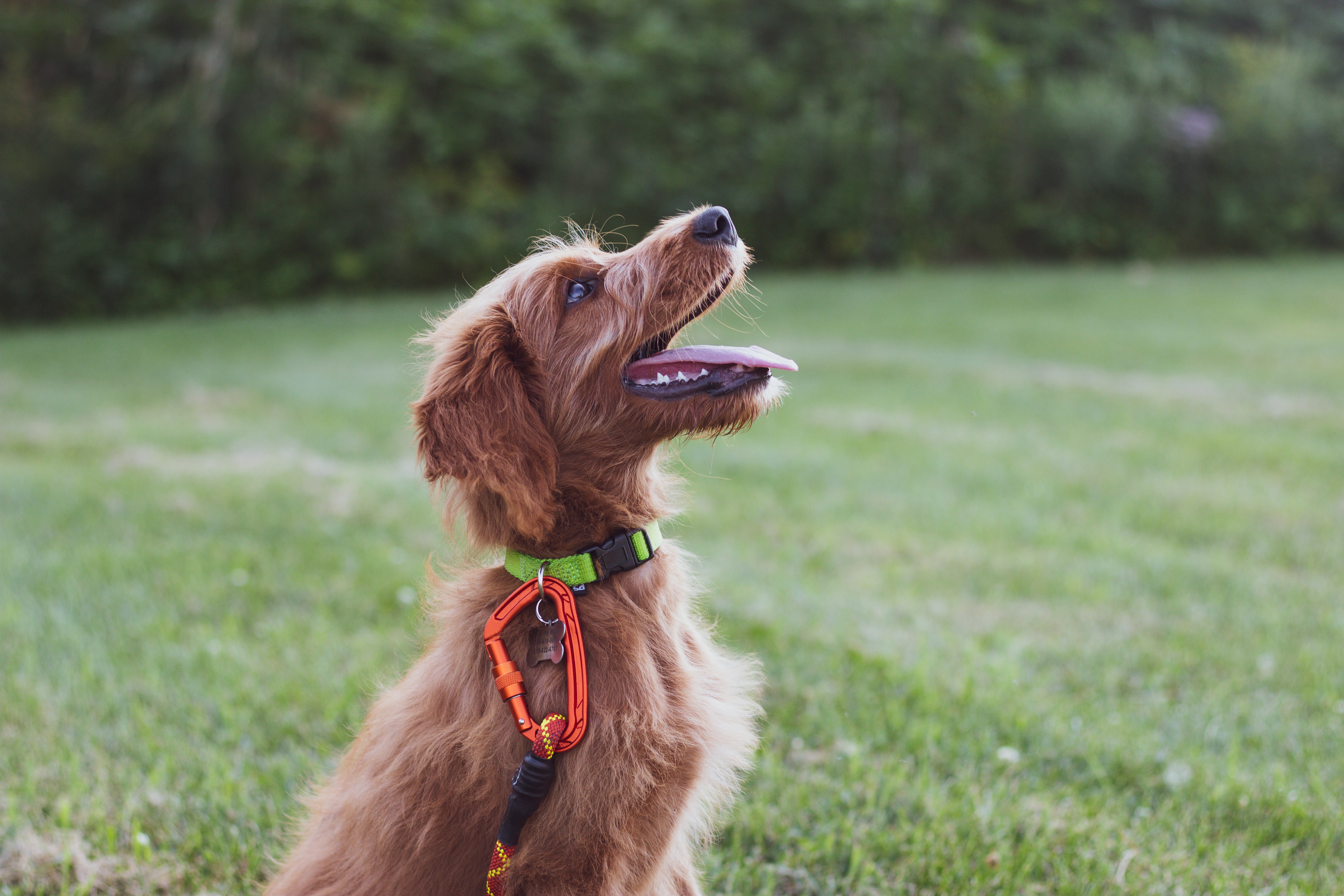 Hund sitzt auf einer Wiese und schaut zum Herrchen Hund sitzt auf einer Wiese und schaut zum Herrchen