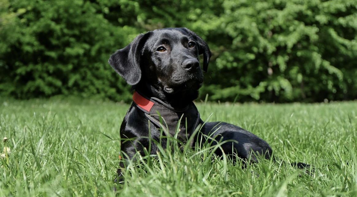 Schwarzer Labrador sitzt auf der Wiese Schwarzer Labrador sitzt auf der Wiese