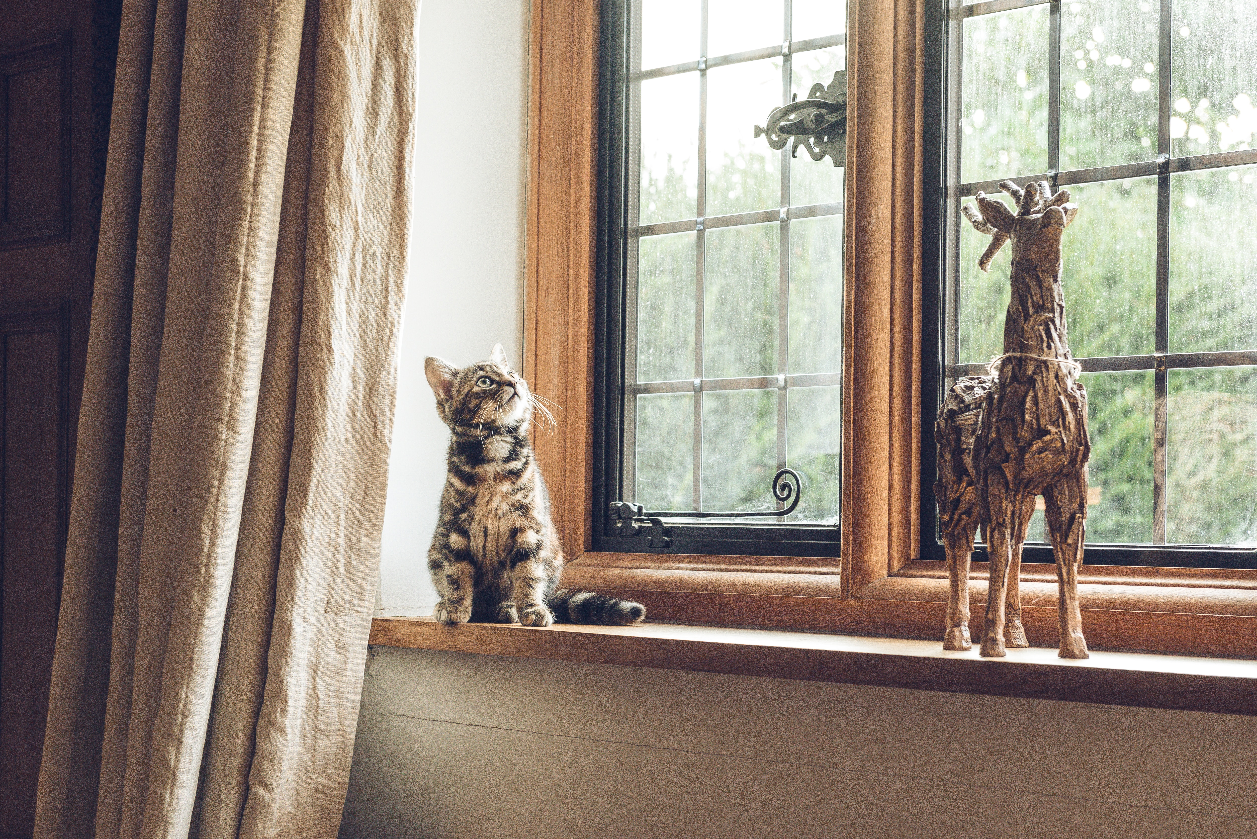 Katze sitzt am Fenster Katze sitzt am Fenster