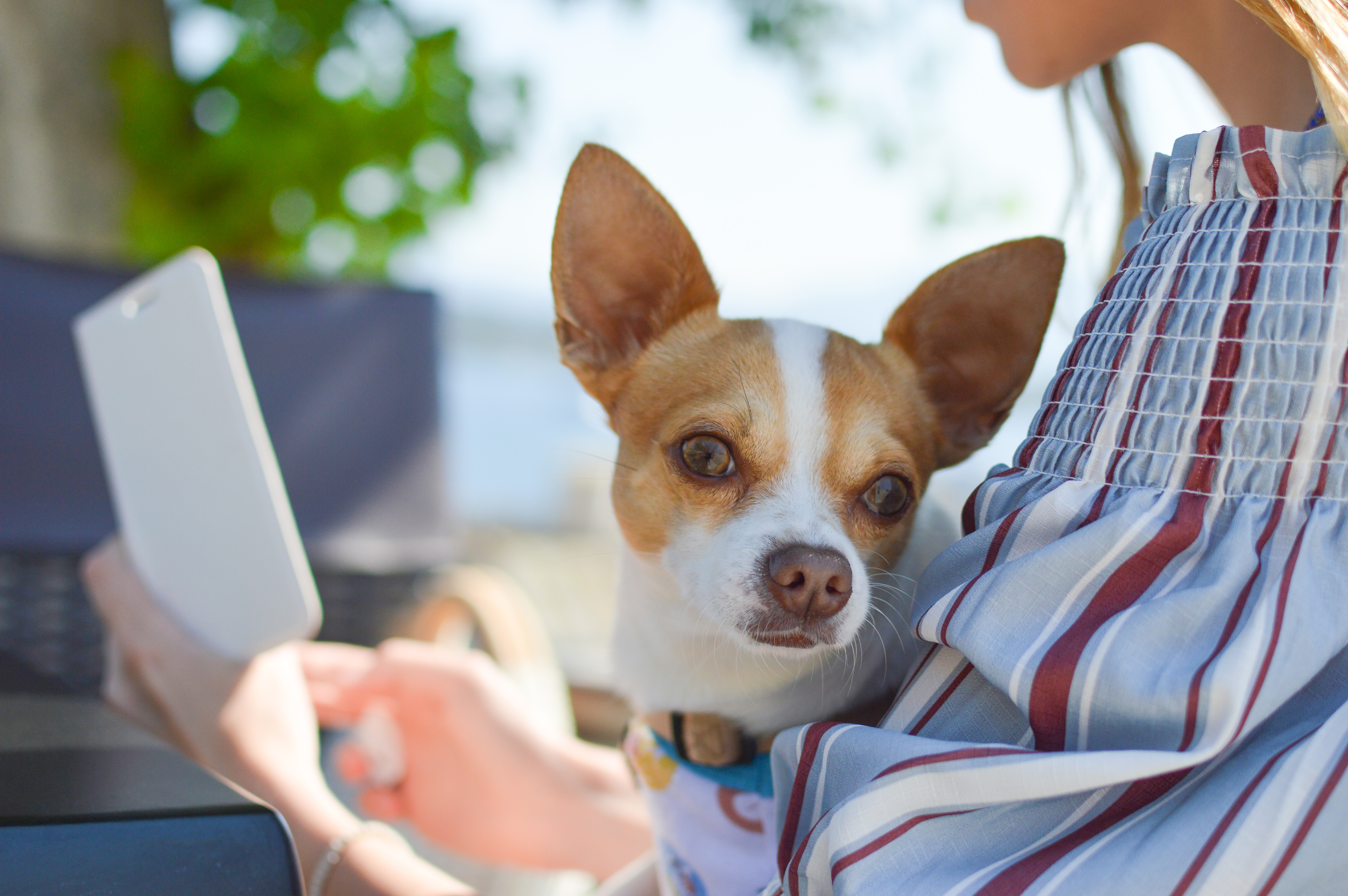 Chihuahua sitzt bei Frauchen auf dem Schoß Chihuahua sitzt bei Frauchen auf dem Schoß