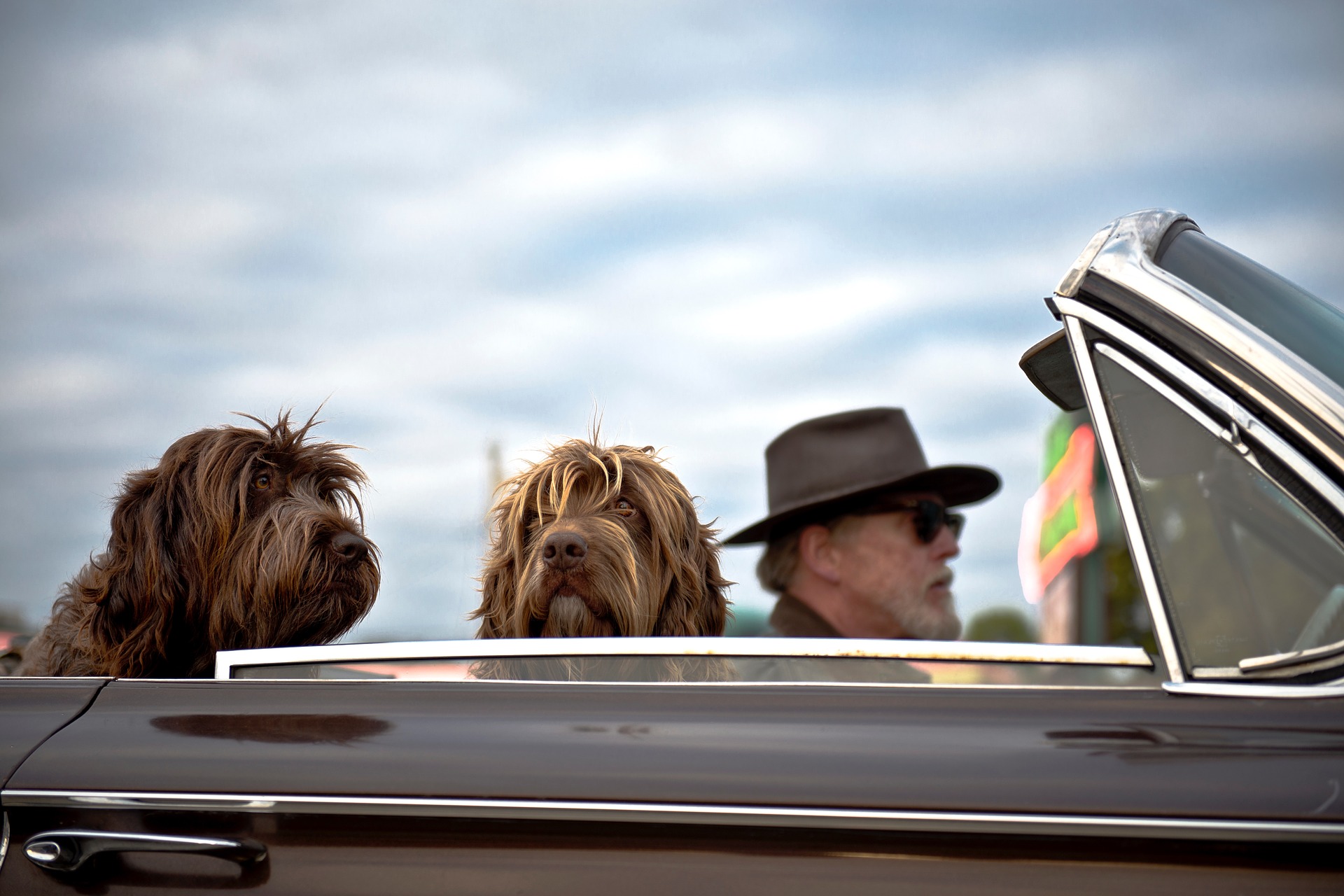 hund auf reisen - hug a pet Hunde im Cabriolet