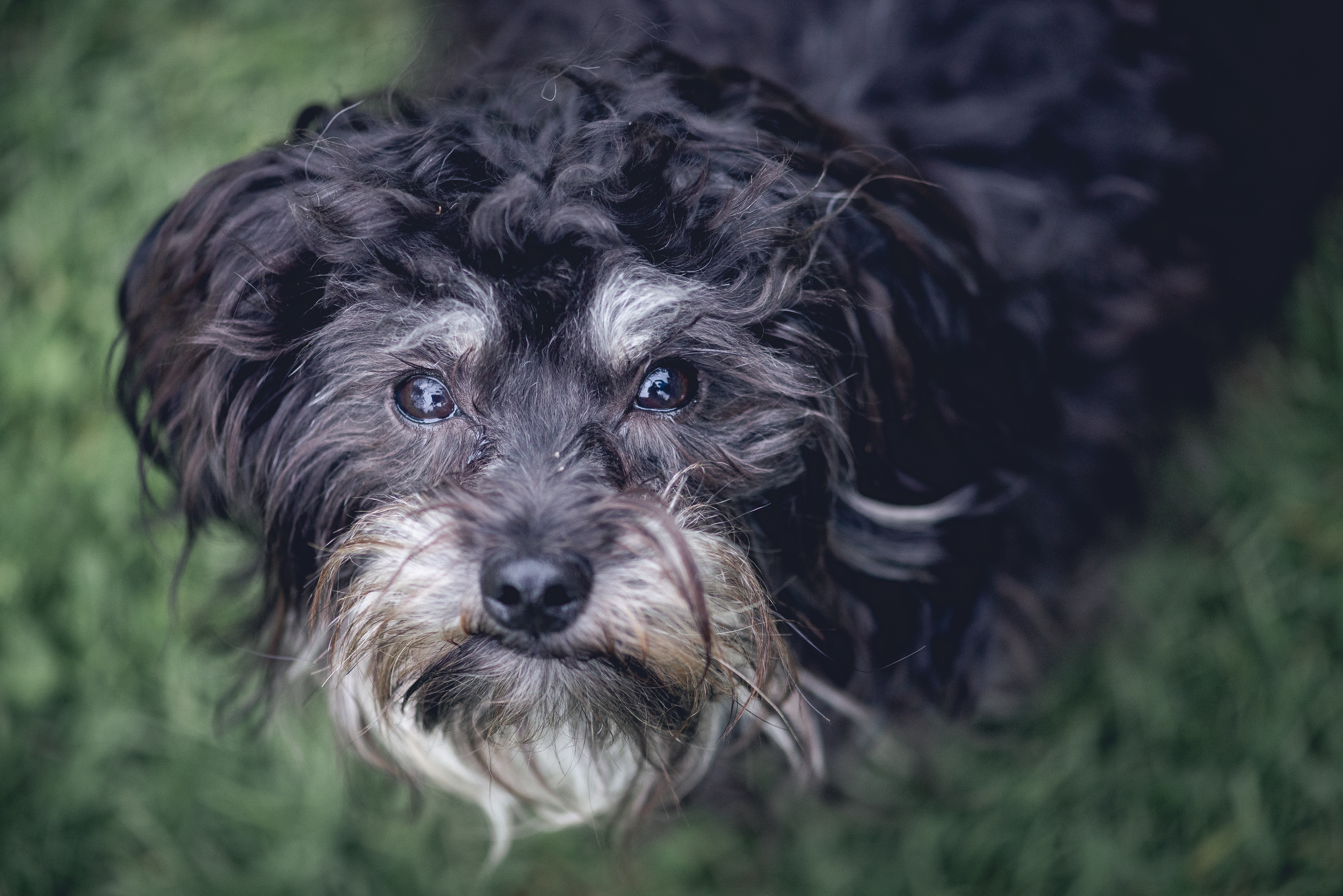 Hund auf dem Rasen schaut Herrchen an Hund auf dem Rasen schaut Herrchen an