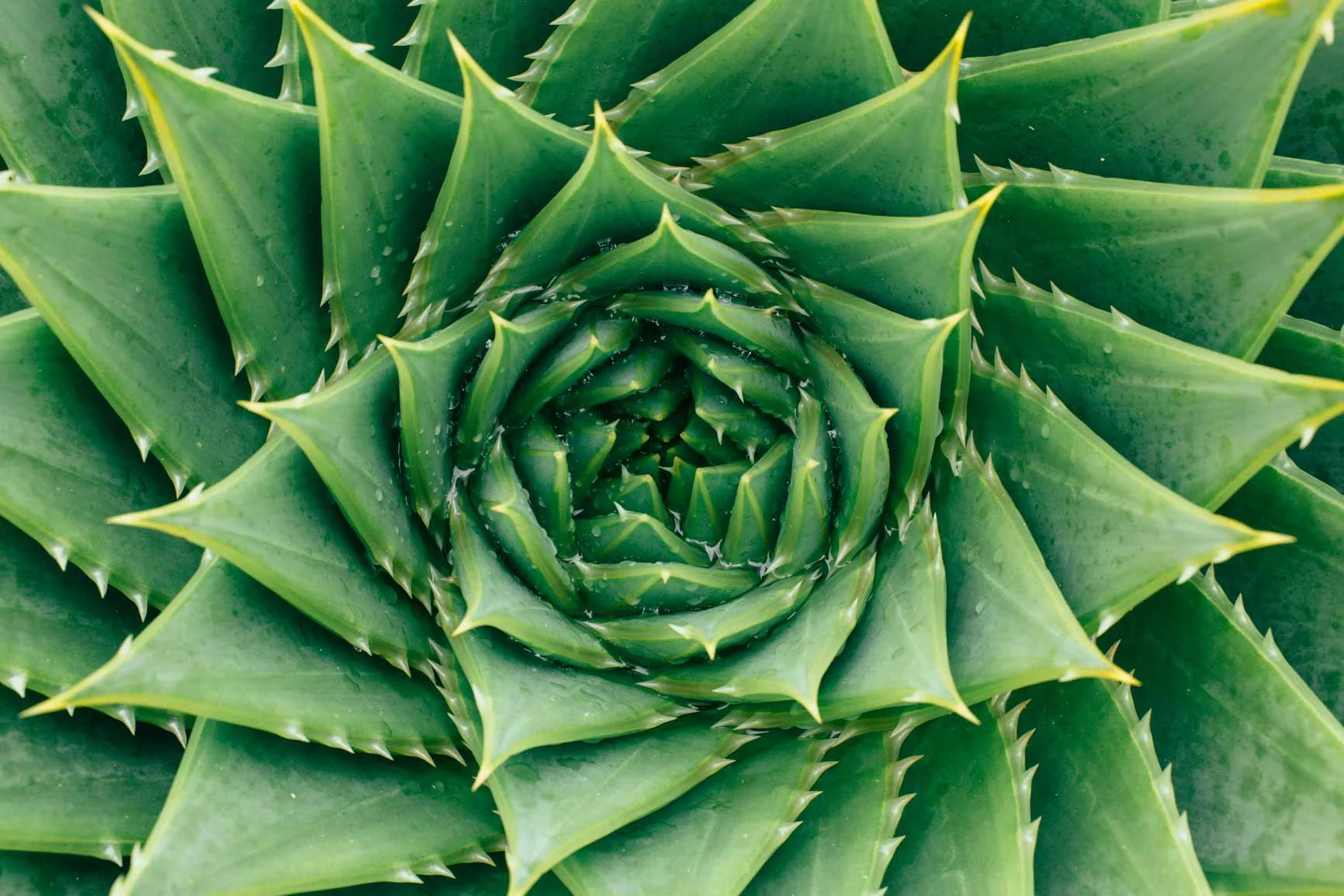 Primer plano de una roseta de hojas dispuestas en espiral de una planta con hojas verdes puntiagudas. Primer plano de una roseta de hojas dispuestas en espiral de una planta con hojas verdes puntiagudas.
