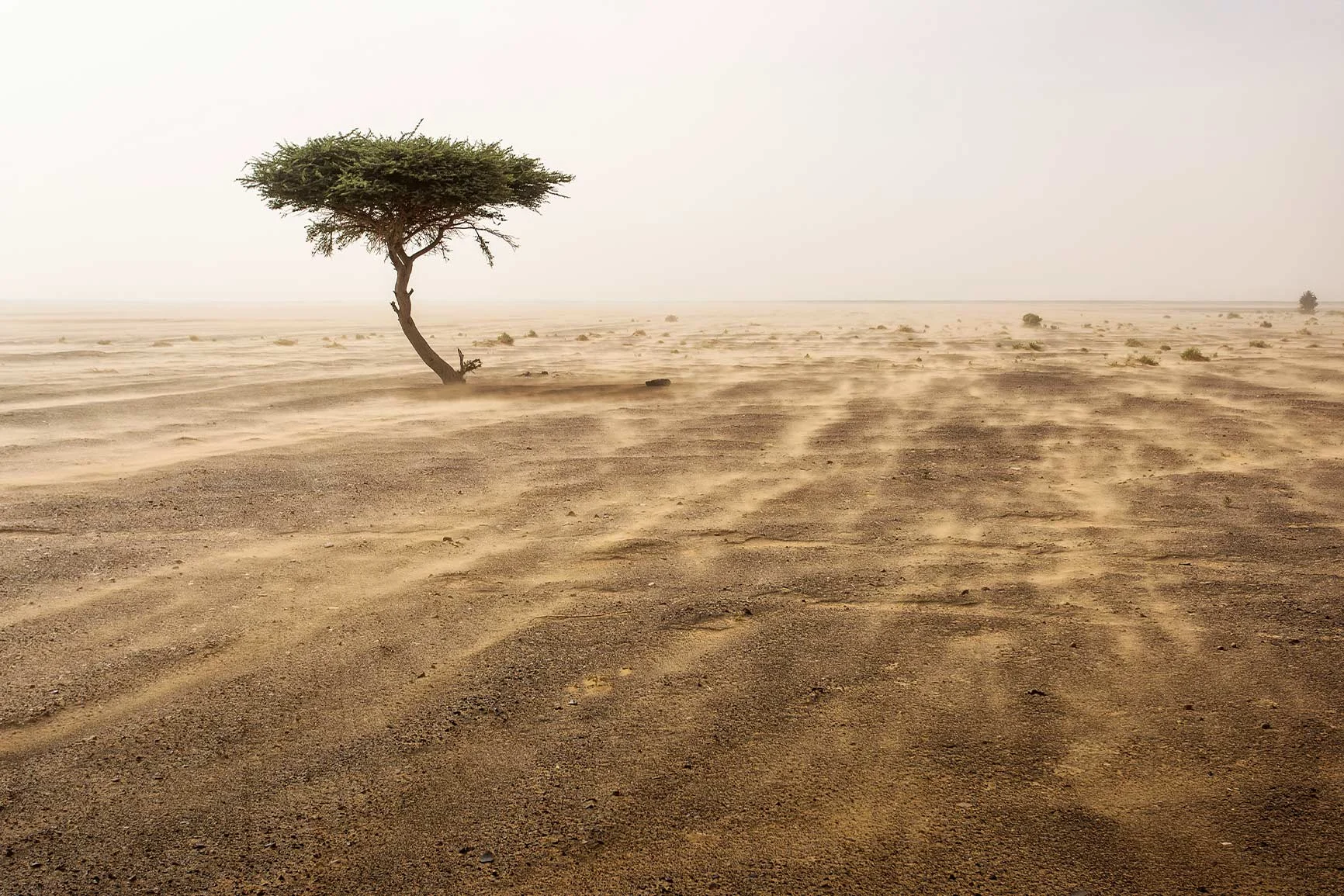 A tree in a vast, barren landscape A solitary tree stands on sandy, dry ground in a vast, barren landscape.