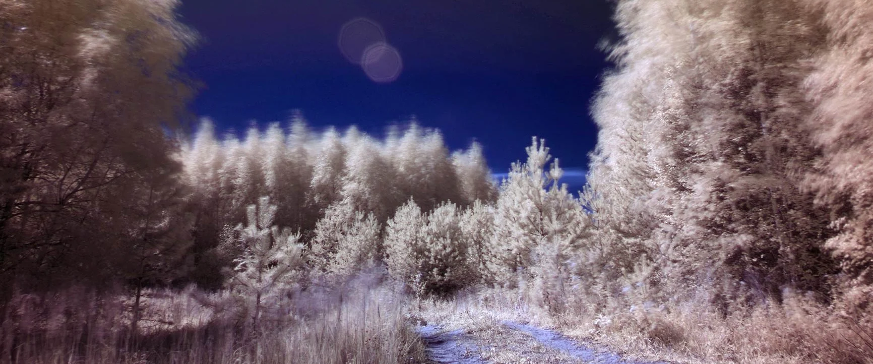 An infrared photograph of a forest path lined with trees under a dark sky.