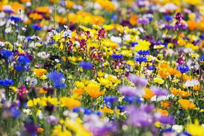 Bunte Blumenwiese Bunte Blumenwiese mit gelben, blauen, violetten und weißen Blüten in Nahaufnahme.