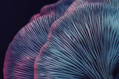 Close-up of a mushroom cap A close-up of the finely textured gills of a mushroom cap with individual water droplets.